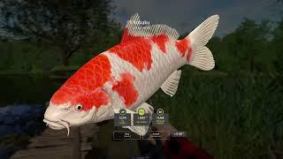 Dinks & Ogon & Kohaku Carp copper lake Russian Fishing 4 #mjplay