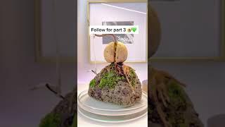 How to Grow an Avocado Plant Bonsai on a Rock (Part 2)