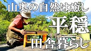 【自然】宝の山に癒される平穏な日常と旭山桜で盆栽　かぼちゃの煮物  保護猫の激しい遊び  自然豊かな山奥暮らしの日々｜村暮らし｜移住｜料理【標高800mの田舎暮らし】