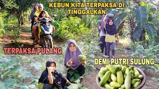 KEBUN KITA TERPAKSA DITINGGALKAN | TERPAKSA PULANG DEMI PUTRI SULUNG, APA YANG TERJADI