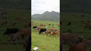 Sapi lembu banyak banget makan di tengah sawah#suarasapi #sapimengamuk #sapi #sapigemuk #cow #cow