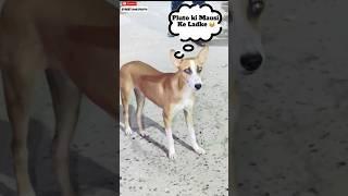 Meet pluto hamshakal  | #175 | #shorts #minivlog #dog