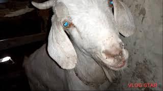 My goat new goat in house  || Village Animals ||