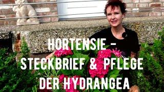 Hortensie - Steckbrief & Pflege der Hydrangea