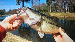 Catching BIG Golf Course BASS on Senkos!!