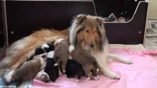 ROUGH COLLIE PUPPYS 3 WEEKS OLD