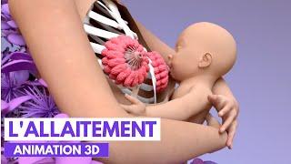 Comment se fait la production du lait maternel? | Animation 3D