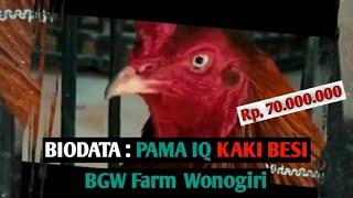 PAMA IQ K4KI BESI || BIODATA PAMA IQ K4KI BESI BGW FARM WONOGIRI || 