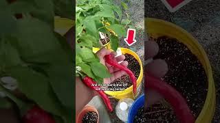 DIY SELF WATERING BUCKET HACK TO GROW HUGE PEPPERS! #shorts #PEPPERS #garden #shorts