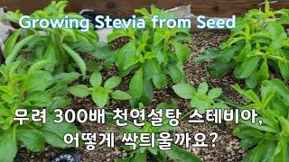 설탕의 300배 스테비아 재배! 발아가 힘들때 이렇게 해 보세요!! Growing Stevia from Seed