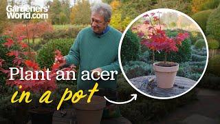 The TREE that fits in EVERY garden | Alan's guide to planting Japanese maples in pots