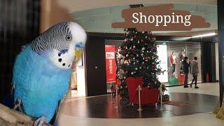 VLOGMAS: Shopping for pets & visiting Denny the budgie