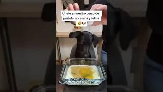 ¿Quieres Ganar DINERO haciendo Pasteles para perros y gatos ? Descubre como con este Curso online