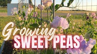 Your Guide to Growing Sweet Peas from Seed | How We Grow Sweet Pea Flowers!