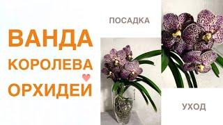 Ванда королева орхидей! Коллекция Ольги Самоненко ️