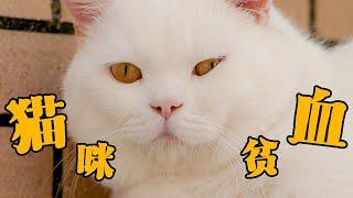 你知道吗，原来小猫咪也是会贫血的！【胖胖家的猫】