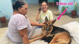 Candy ke puppies hogye  | Cute newborn German Shepherd Puppies