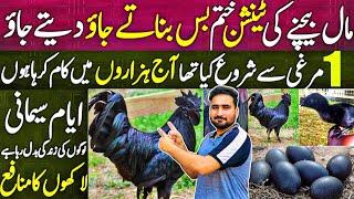 Ayam Cemani Business in Pakistan | Ayam Cemani Eggs | Ayam Cemani Price in Pakistan | Ayam Cemani