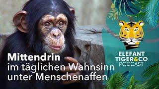 ETC-Podcast: Mittendrin im täglichen Wahnsinn unter Menschenaffen | Elefant, Tiger & Co. | MDR