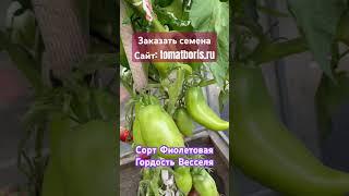 Сорт Фиолетовая гордость Весселя ЗАКАЗАТЬ СЕМЕНА: https://tomatboris.ru/?ysclid=ln76xla4la47180728