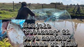 Paya Kekeringan pelbagai jenis ikan berkumpul satu tempat