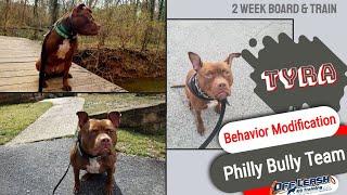 Philly Bully Team's Tyra| Behavior Modification | Delaware Dog Trainer