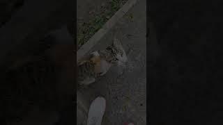 Seeing cats after my runs made my day! #cats #fypyoutube