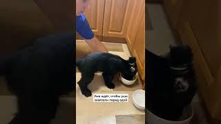 растёт малыш) #собака #животные #puppy #dogs #funny #милота #моясобака