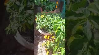 update on my tomato, bell pepper, Chilli and scotch bonnet plants. 