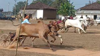 Soheb Patel Nandi #पवन + #तनय VS Chandanwara Pat Pratiyogita Takhla khurd  2021 || Ox Race in india