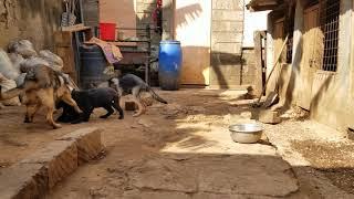 German Shepherd Puppies For sale in Kenya