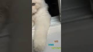 Frosty Paw Patrol: Cute Cat’s First Adventure️ #FrostyPaws #SnowCat #CuteCats