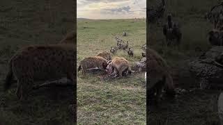 Hyenas gotta eat! #maasaimara #masai #kenya #africa #Hyenas #Zebra