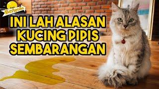 ALASAN KUCING SERING KENCING SEMBARANGAN