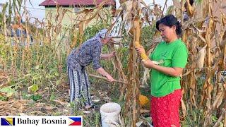 Filipinka bere kukuruz sa svekrvom | Filipina harvesting corn with her bosnian mother in-law