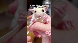 Cute sugar glider #animalshorts #shortvideo #animalrescue