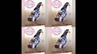 Best Pigeons in the world || Syed Pigeons Officials