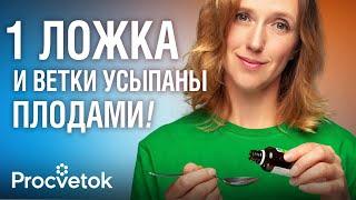 ЯБЛОНЯМ И ГРУШАМ ЭТО НУЖНО ВЕСНОЙ КАК ВОЗДУХ! Первая и самая важная подкормка плодовых деревьев