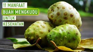 Inilah 11 MANFAAT BUAH MENGKUDU UNTUK KESEHATAN