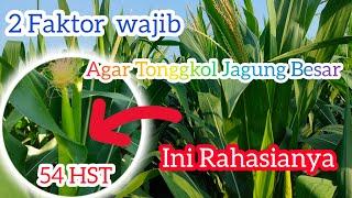 Rahasia Cara Tongkol Jagung Besar,2 Syarat Wajib Yang Harus Di Penuhi,!!Jagung Perkasa 54 HST.