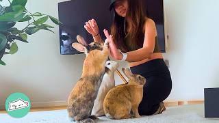 Girl Rescued One Bunny, But She Came With Three More! | Cuddle Buddies