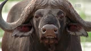 Война львов  Охота на буйволов   Nat Geo WILD HD