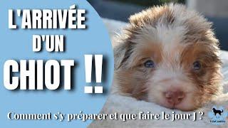 L'ARRIVÉE D'UN CHIOT !!