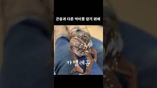 카멜레온의 놀라운 능력 5가지#shorts