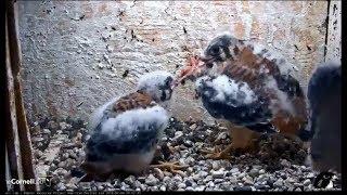 Cornell American Kestrel Cam ~ Food Frenzy & Steals ~ Junior Tug-O-Bird 7.8.18