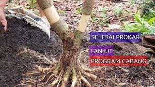 Waktunya Program Cabang ️Bahan Bonsai Waru Lokal @Asal Bonsai Channel