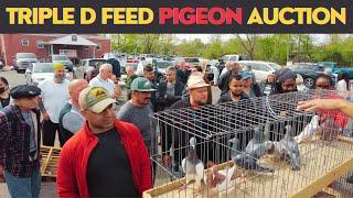 Triple D Feed [PIGEON] Auction - Spring 2023