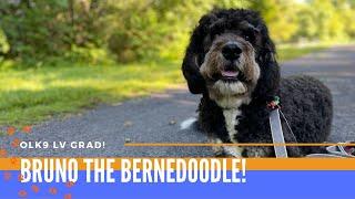 Best Bernedoodle Trainers in Allentown ||| 1 Year Old Bernedoodle, Bruno