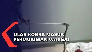 Masuk ke Permukiman Warga, Ular Kobra hingga Sanca Dievakuasi oleh Petugas Damkar