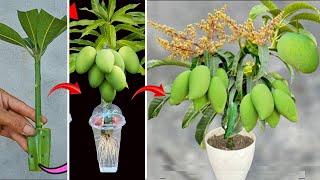 SUPER SPECIAL way to propagate mango using only aloe vera to help the tree produce fruit super fast